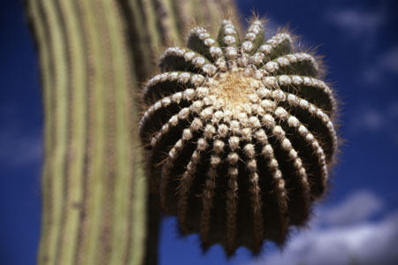 Saguaro. (33.033 Byte)