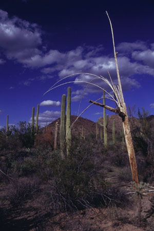Ein toter Saguaro. (35.024 Byte)